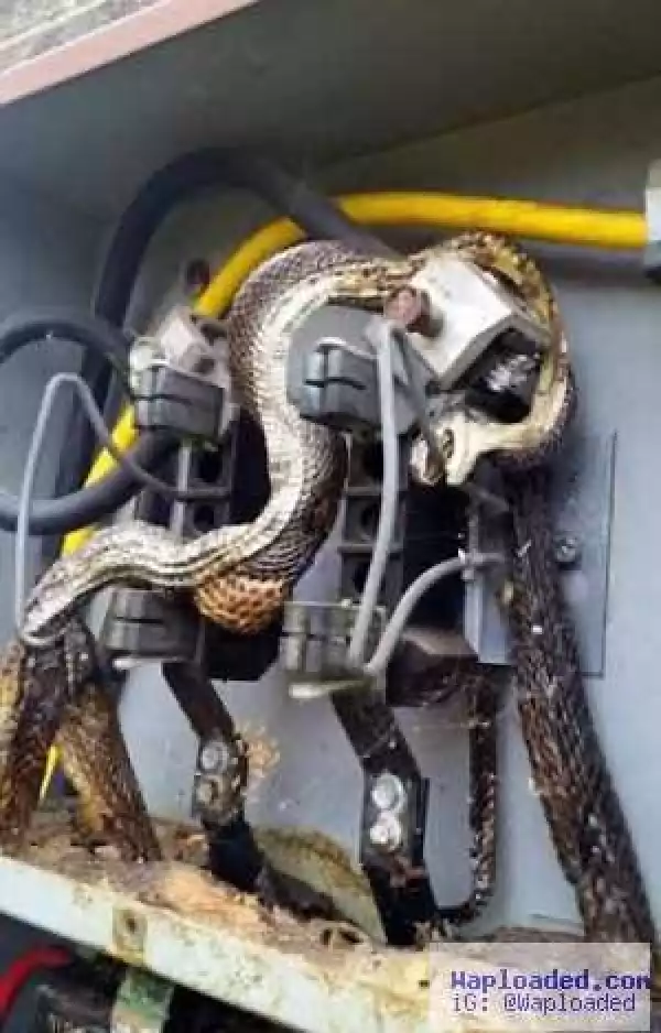 What was Discovered Inside an Electrical Box Has Left Electricians in Total Shock (Photos)